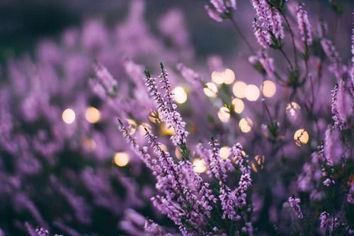 image of flowers
